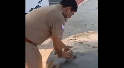 watch  up policeman performs lifesaving 45 minute cpr on unconscious monkey