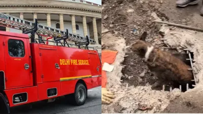 viral video  delhi fire services rescue dog trapped in a narrow drain