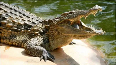 teen wins over crocodile after 30 minutes of heroic fight causing 3 bites  1 fracture