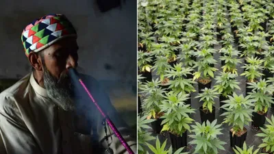 pakistan turns to cannabis industry amid economic challenges