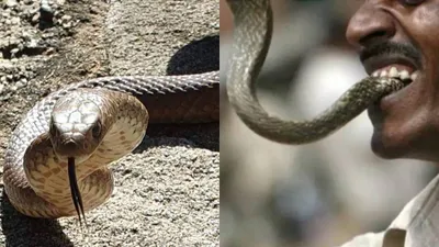 snake bites man in bihar  he bites back thrice  reptile dies