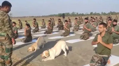 army dogs perform yoga alongside soldiers at indo pak border on yoga day  video goes viral