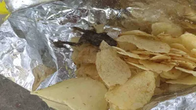 bizarre  after human finger and snake  dead frog found in wafer packet in gujarat
