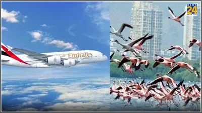 emirates flight hits flock of flamingos near mumbai airport  40 birds killed