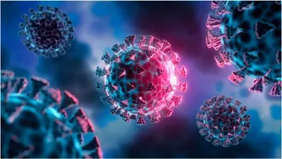 outbreak of chandipura virus in gujarat  symptoms  precautions  treatments  and essential information