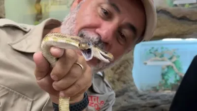 rare two headed snake bite  zookeeper s harrowing experience caught on camera
