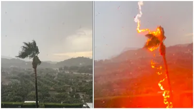 watch  palm tree catches fire after lightning strikes during monsoon