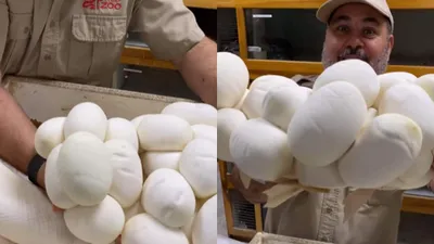 python eggs or  box of bread  viral video leaves internet confused   watch