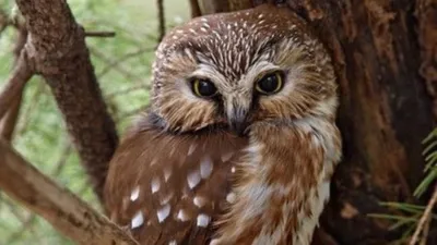 wildlife officials  bold plan  shooting 450 000 barred owls to save spotted owls