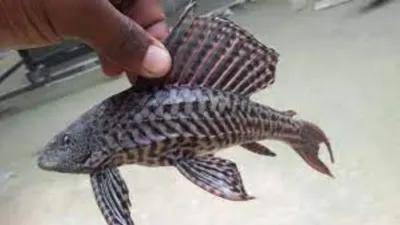 viral video showcases rare four eyed fish in assam