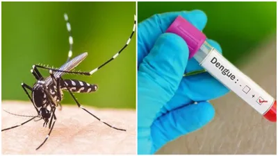 dengue alert  delhi reports two deaths  urgent action needed as cases surge