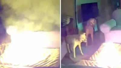 pet dog causes mini explosion in house while chewing phone battery   watch viral video