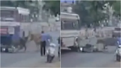 shocking cctv footage  fighting cows knock man off his bike  crushed by on coming bus