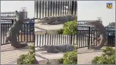 watch  10 foot crocodile attempts to climb railing in up  what happens next will surprise you