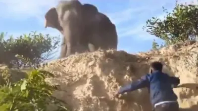 shocking video  men taunt wild elephant  what happened next will leave you speechless
