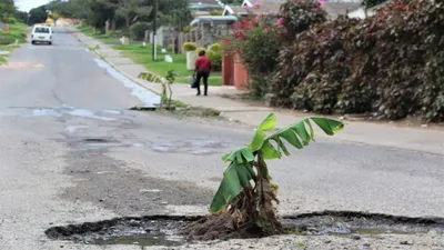 inspiring  man plants tree in pothole after authorities delay action  citizens appreciate