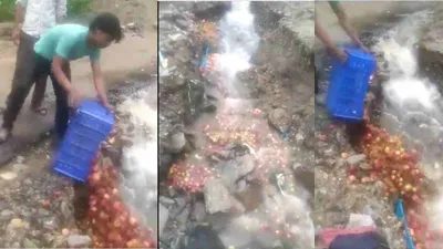 hopeless farmers throw away apples into river in peak season  watch video