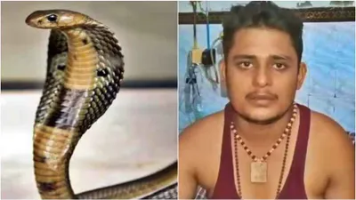  i will bite you nine times but      snakebite victim of fatehpur makes deadly nightmare revelation