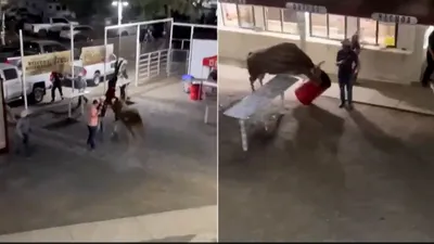 oregon rodeo bull escapes arena  throws woman twice  video goes viral