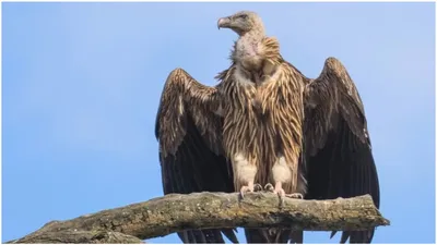  if found      vulture recovered in jharkhand with warning note   dhaka  and secret code inscribed on bird