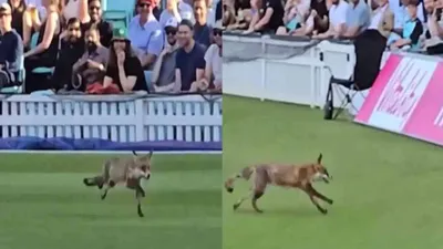 watch  fox invades cricket field during live match  players and spectators stunned