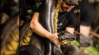 man s terrifying tale   eaten alive  by anaconda  ribs on the verge of explosion