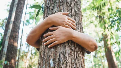 bengaluru company sparks online outrage with ₹1500 charge for hugging tree
