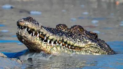 karnataka  child dies after mother throws him into waters inhabited by crocodiles