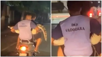 video  vadodara animal rescuers ride triple on scooter – with a crocodile in tow