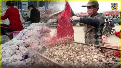 security heightened  sniffer dogs deployed as chinese garlic being smuggled to india  know more