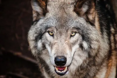 surge in wolf attacks in uttar pradesh sparks debate  are wolves truly aggressive 