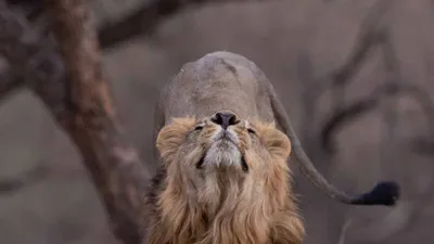 world lion day  pm modi lauds conservationists  shares stunning photos of wild cats