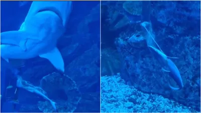 watch shark giving birth in aquarium  magical video from dubai