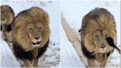 viral video shows lions  reactions as rare snowfall transforms south african sanctuary into a winter wonderland