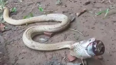 cobra in odisha struggles with cough syrup bottle  watch rescue video