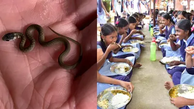sangli  parents claim dead snake found in mid day meal packet  probe launched