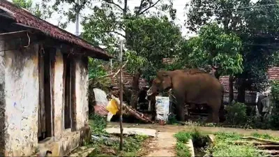 chillikomban  kerala s beloved wild elephant  goes viral for his mango obsession