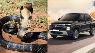 shocking  king cobra rescued from hyundai car  why snakes seek shelter in cars during rain