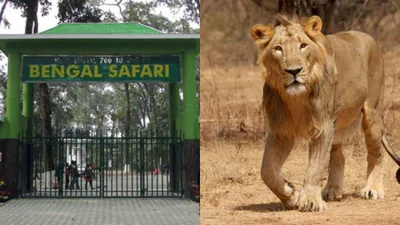 lioness sita kept with akbar in bengal safari  vhp reaches court