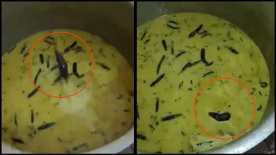 hyderabad university faces outcry after rat found in mess food  video sparks health concerns