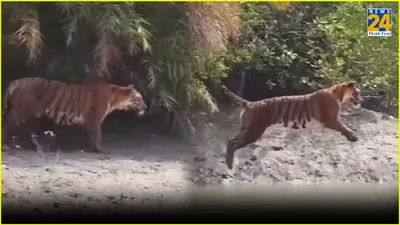 spectacular video  tiger s impressive river leap in sundarbans captivates audiences