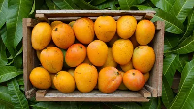 refrigerating mangoes  right or wrong  tips to keep them fresh