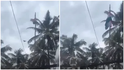 kerala bird  helps  hoist national flag in viral independence day video  leaves viewers astonished