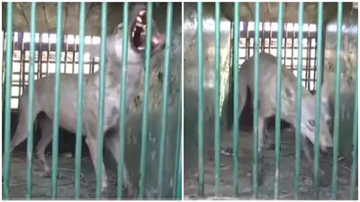 operation bhediya  fifth man eater wolf captured in up s bahraich  search on for the last one   watch video