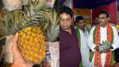 what is queen pineapple  tripura sends 600 kg to oman with more orders lined up
