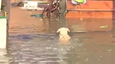 viral video   dog swims through floodwaters in chennai