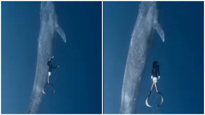 maldives marvel  diver captures stunning moment swimming with giant blue whale