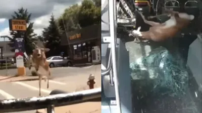 watch wild encounter  deer smashes through moving bus windshield in shocking us incident