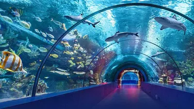 dubai singapore like experience in up  first city to have fish tunnel  visit charges almost free