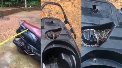 social media abuzz over viral video of snake found on scooter  watch